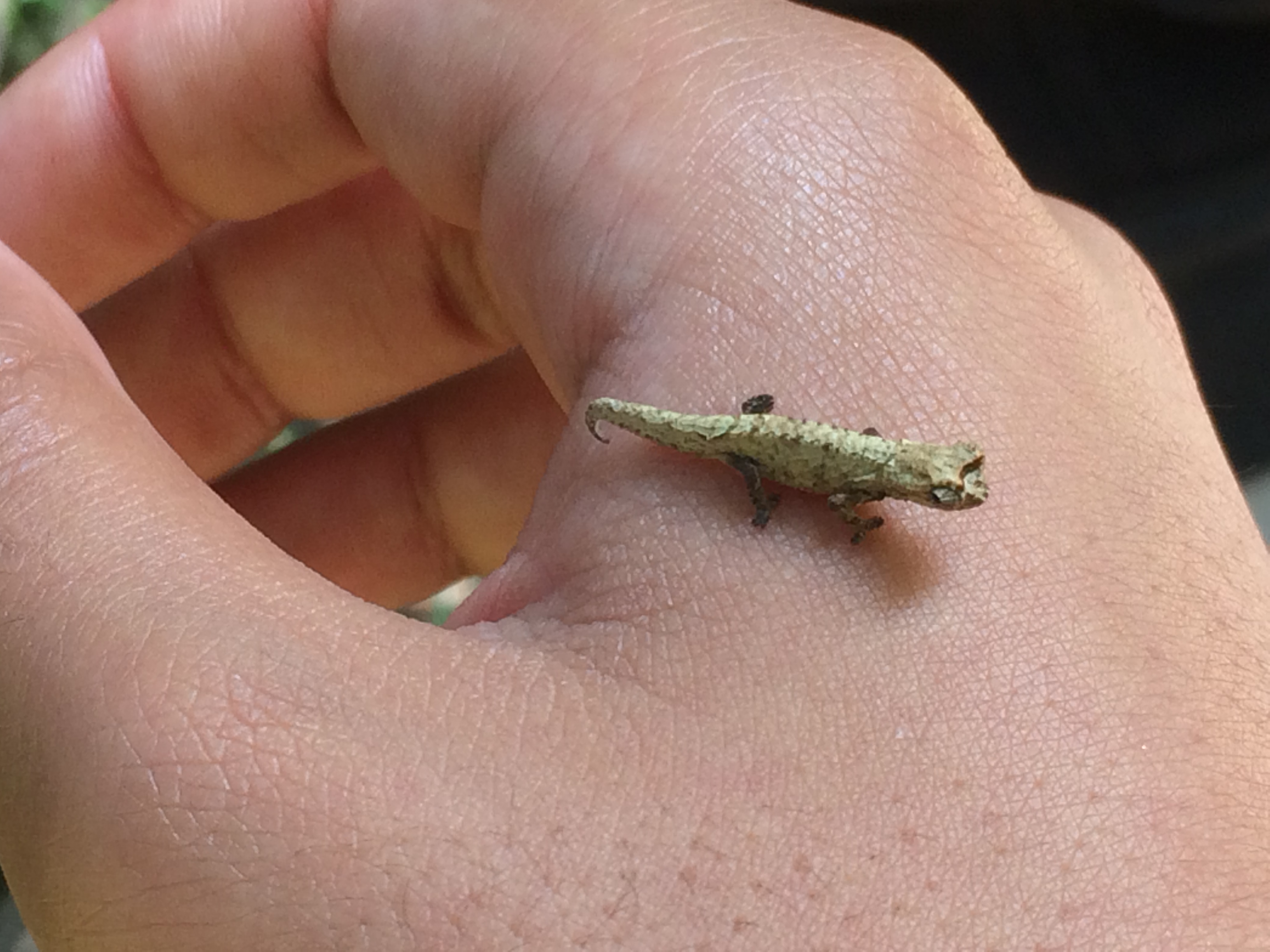 Caméléon de la Montagne d'Ambre à Madagascar